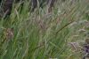 haboscius barbarum